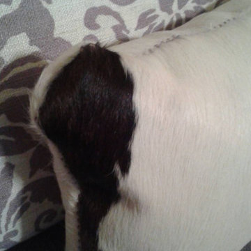 RUSTIC Brazilian Cowhide Hand Sewn Pillow