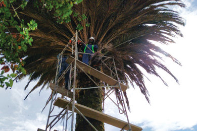 Mantenimiento de palmera fenix Quito