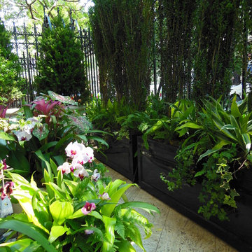 Urban Tropical Garden