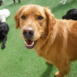 Pet Turf - Products