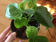 Heartleaf philodendron - curled leaves but seems healthy? | Houzz Forum