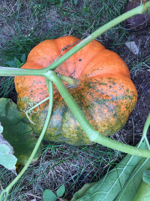 Why is my pumpkin turning green?