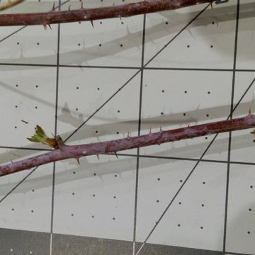 Rubus occidentalis (ID'd by floral_uk and embothrium)