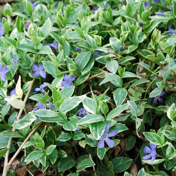 Orlando Fl landscape design landscape without lawn using ground cover
