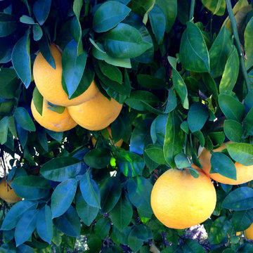 Citrus