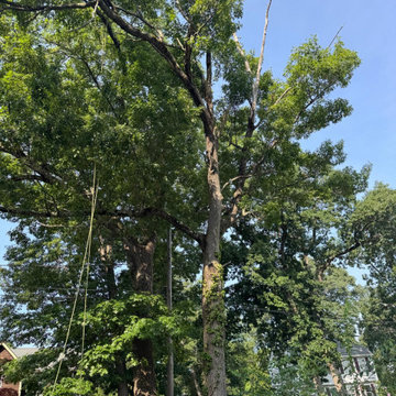 Professional Tree Climbing, Trimming, and Removal Work