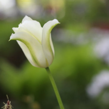 Frühling | Portrait