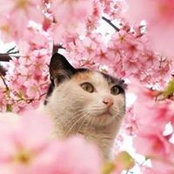 Suki Kwon's photo