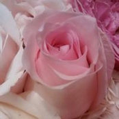 Michelle Volpe's photo