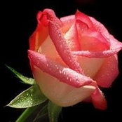Amira Elsayed's photo