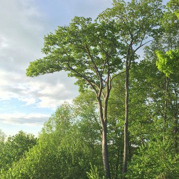 Expert Tree Care and Maintenance