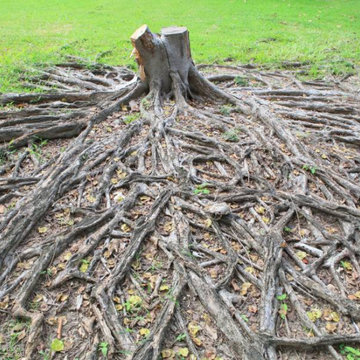 Clearwater Tree Removal Services