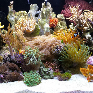 Aquarium Set-Ups and Aqua-scapes