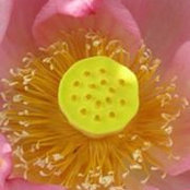 Ryoko Miller's photo