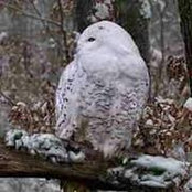 Foto von DeLyn Bowen
