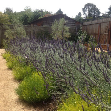 Mill Valley backyard