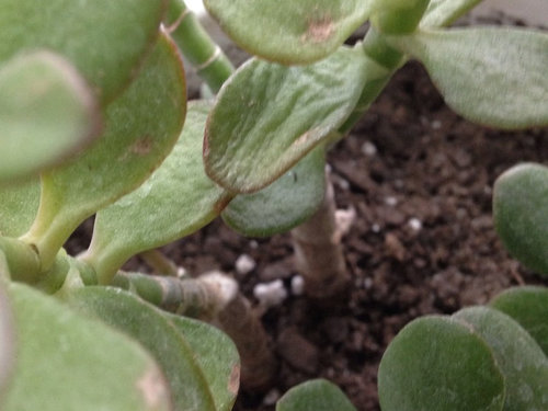 Jade plant leaves keep shriveling and dying for no reason