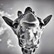Devonte Simss foto