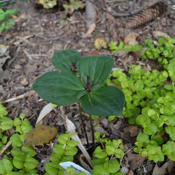 DIY Landscape - Woodland or Shade Gardening