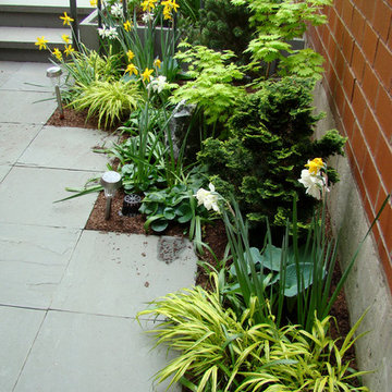 Spring Landscapes and Bulbs