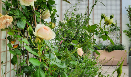 10 façons de donner du style à son jardin grâce à un treillage