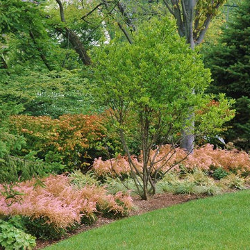 Garden featuring Astilbe 'Sprite'
