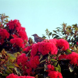 Bird Perched on Floral Tree - Artwork