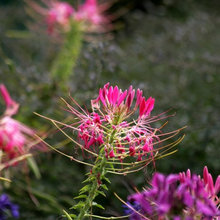 cleome