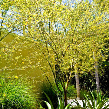Drought Tolerant Garden Desert Trees