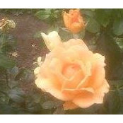 Lital Mehr's photo