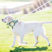 Lindsay Levesque's photo