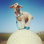 Foto de Kooper Doodle