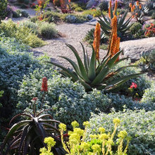 Drought Resistant Landscaping Looks