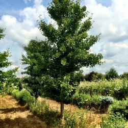 Farms - Gardening And Lawn Care