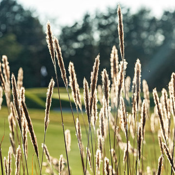 Wheat on the 17th Hole at The Club at Longview