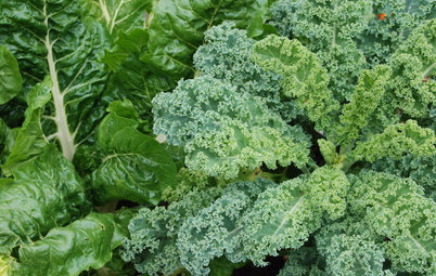Frost-Hardy Foliage That Loves a Cold-Climate Garden
