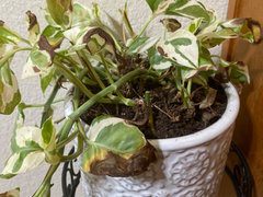 Dying Pothos Plant | Houzz Forum