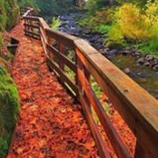Stacey DeFelice Cerak's photo