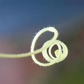 Foto von Mariyam Abdullah