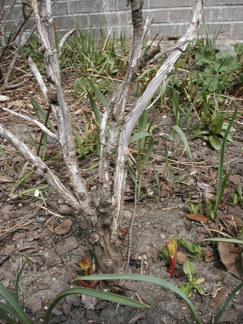 'Dead' Tree peony sprouting from the bottom