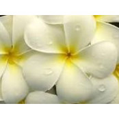 Michelle Bailey's photo