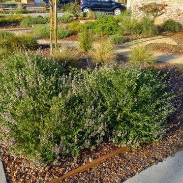 Saving Water and Supporting Wildlife with a Lawn Conversion