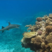 Shark