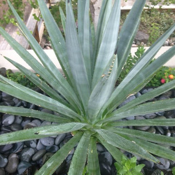 Tropical Wash