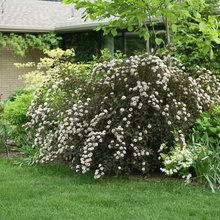 front entry landscaping