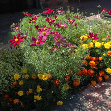 Annual Flowers