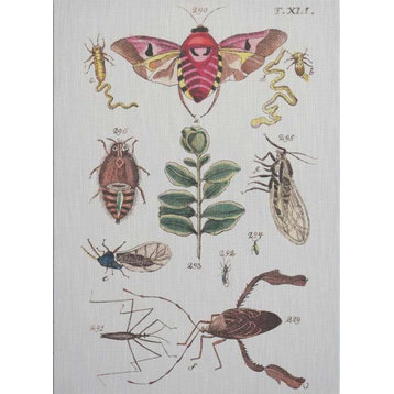Wall Art Print Natures Museum Bug Insect 29x40 40x29 White