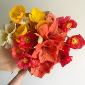 Беатрисс Шестоперова's photo