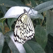 Annette Calderon's photo