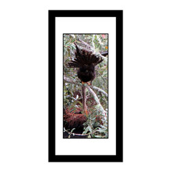 Anhinga Down - 1672 - framed - Photographs